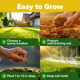 HOME GROWN Wild Sunflower seeds add rustic meadow charm