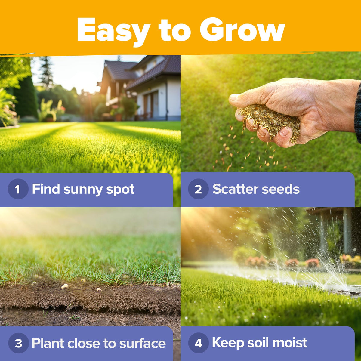 HOME GROWN Wildflower Seeds perennial-return-image features year-after-year color in yard