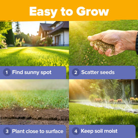 HOME GROWN Wildflower Seeds perennial-return-image features year-after-year color in yard
