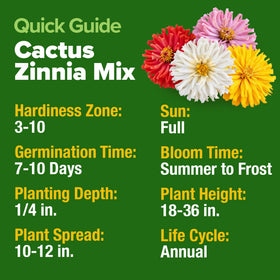 Vibrant cactus-style zinnia blooms brighten borders from HOME GROWN seeds.