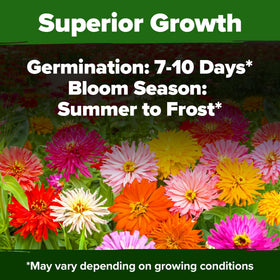 Tall 24–36 inch stems for bouquets from HOME GROWN zinnia mix.
