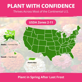 Seeds of HOME GROWN Zinnia Dahlia germinate quickly, delivering color within weeks.
