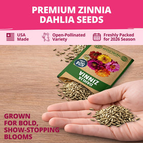Zinnia Dahlia thrives in full sun and hot climates, suitable for many gardens.