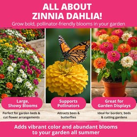 Pollinator-friendly Zinnia Dahlia blooms attract butterflies and bees in the garden.
