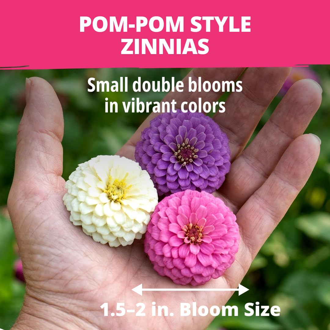 HOME GROWN Zinnia Lilliput Mix demonstrates strong germination for dependable blooms.
