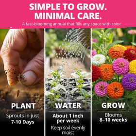 HOME GROWN Zinnia Lilliput Mix for containers shows compact height ideal for patios.