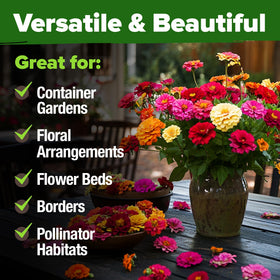 HOME GROWN zinnia seeds high germination for reliable color