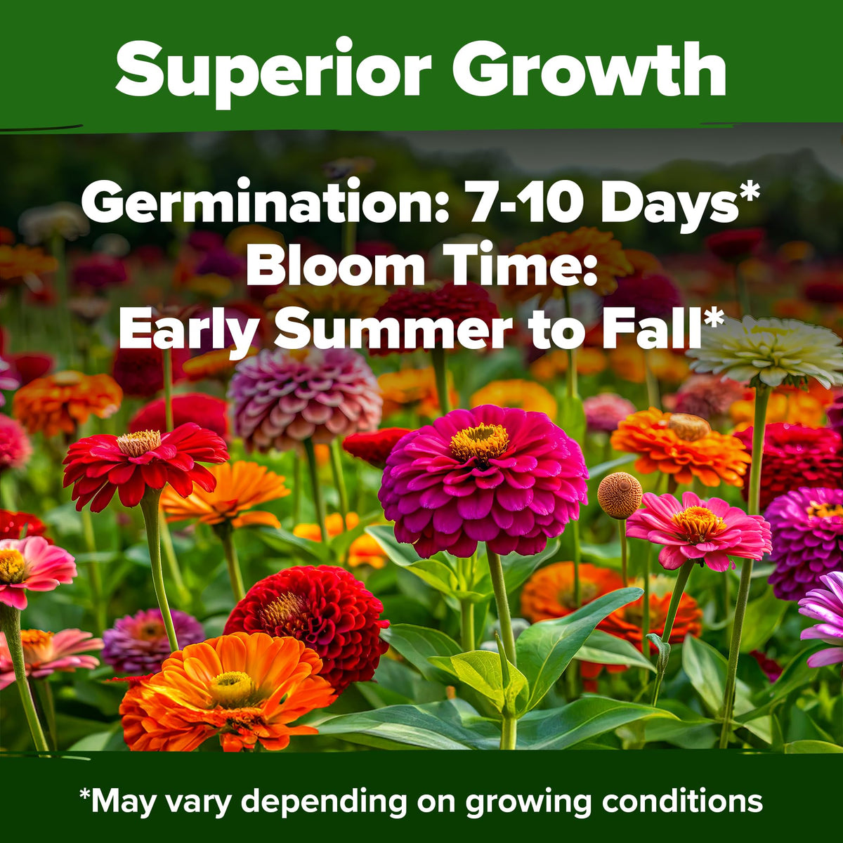HOME GROWN zinnia seeds tall stems for sturdy cut flowers