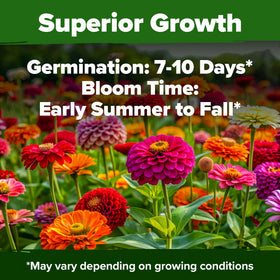HOME GROWN zinnia seeds tall stems for sturdy cut flowers