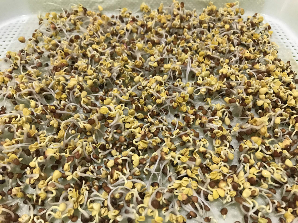 Home Microgreen 7-8x11 germination paper fits standard trays for tidy sprouting