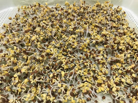 Home Microgreen 7-8x11 germination paper fits standard trays for tidy sprouting