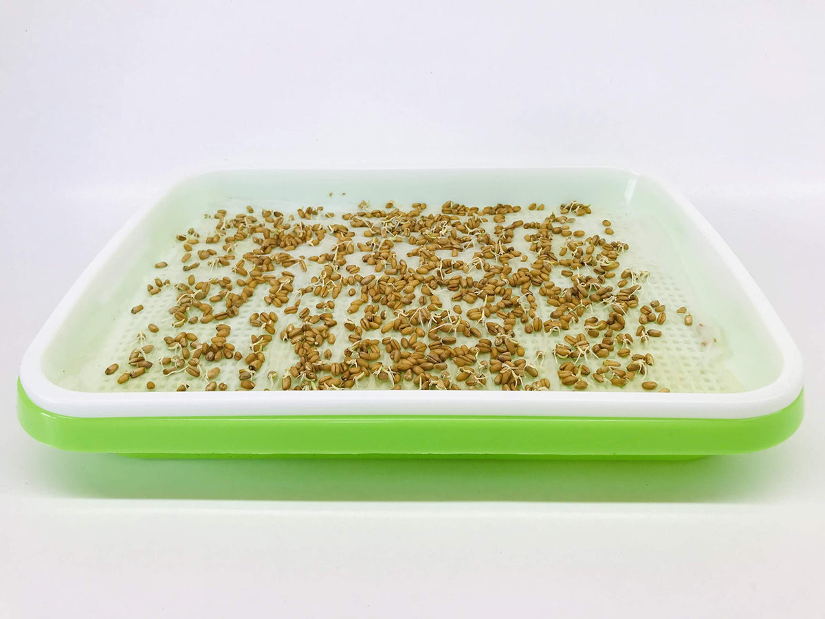 Germinating paper from Home Microgreen provides drainage and air flow for healthy sprouts