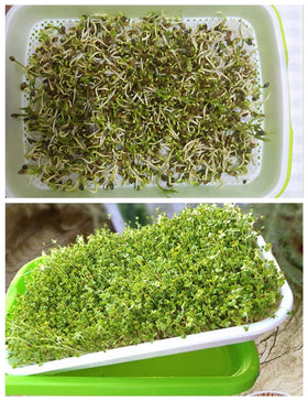 Close-up of Home Microgreen seed-sprout paper showing even moisture distribution