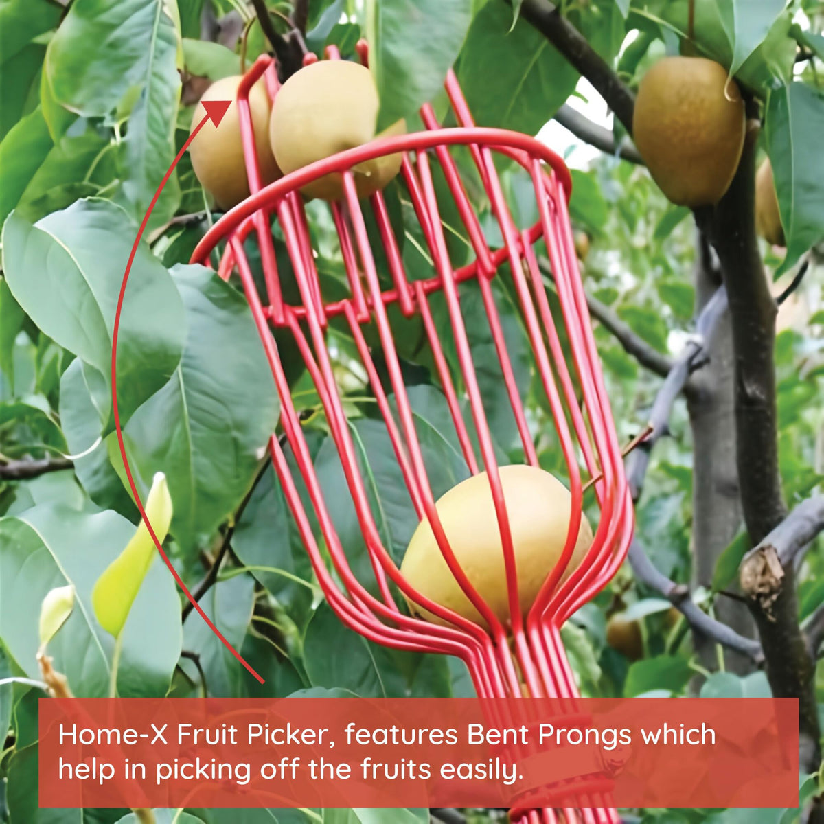 Fruit drops into the Home-X basket after gentle lift.