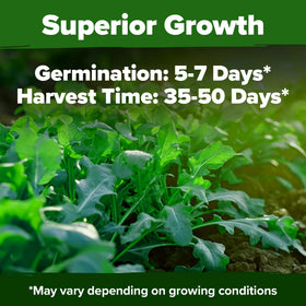 HOME GROWN Arugula seeds pollinator-friendly blooms attract bees and butterflies.