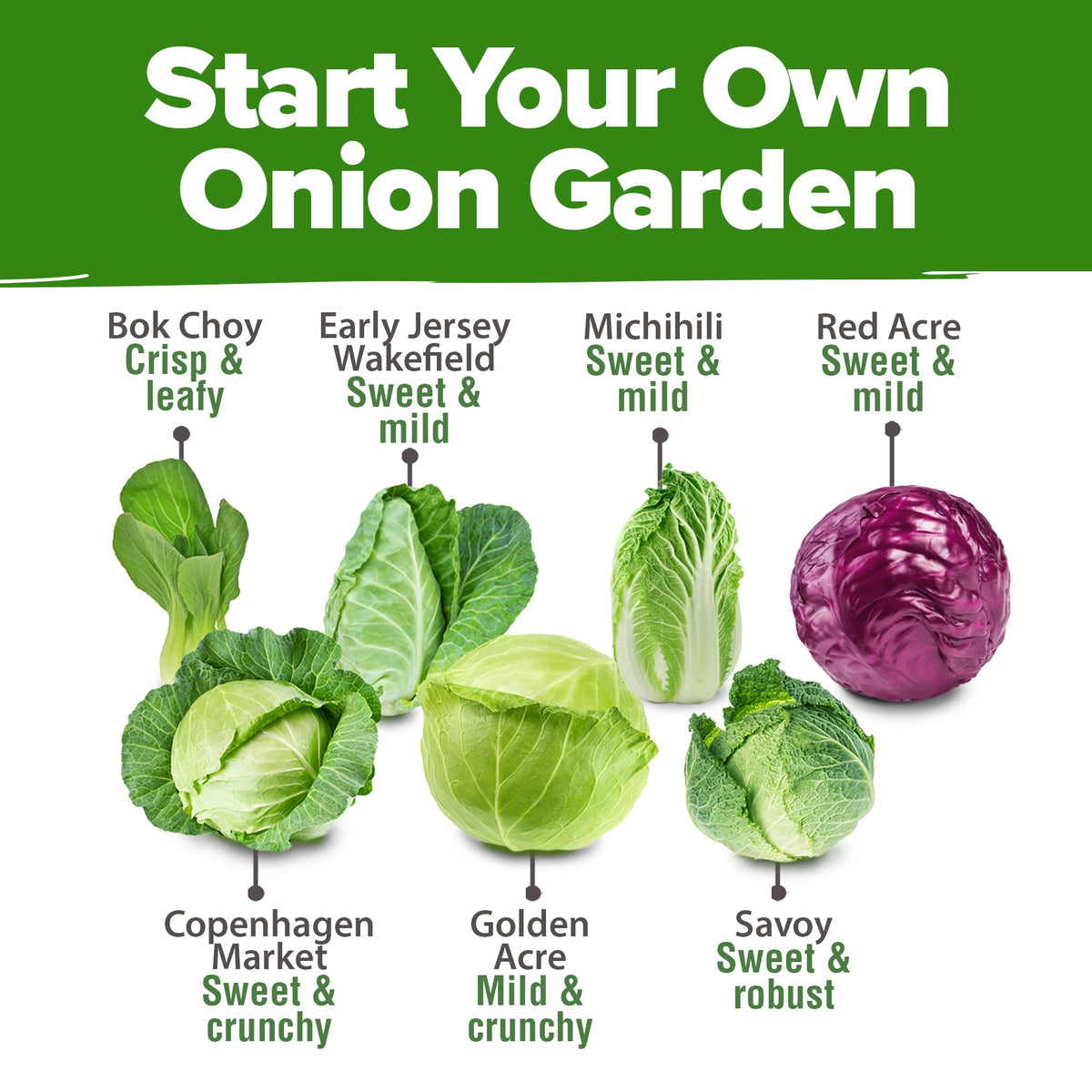 HOME GROWN bok choy seeds close-up for crisp greens and quick meals