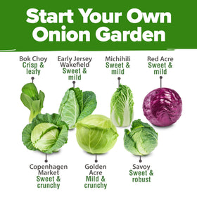 HOME GROWN bok choy seeds close-up for crisp greens and quick meals