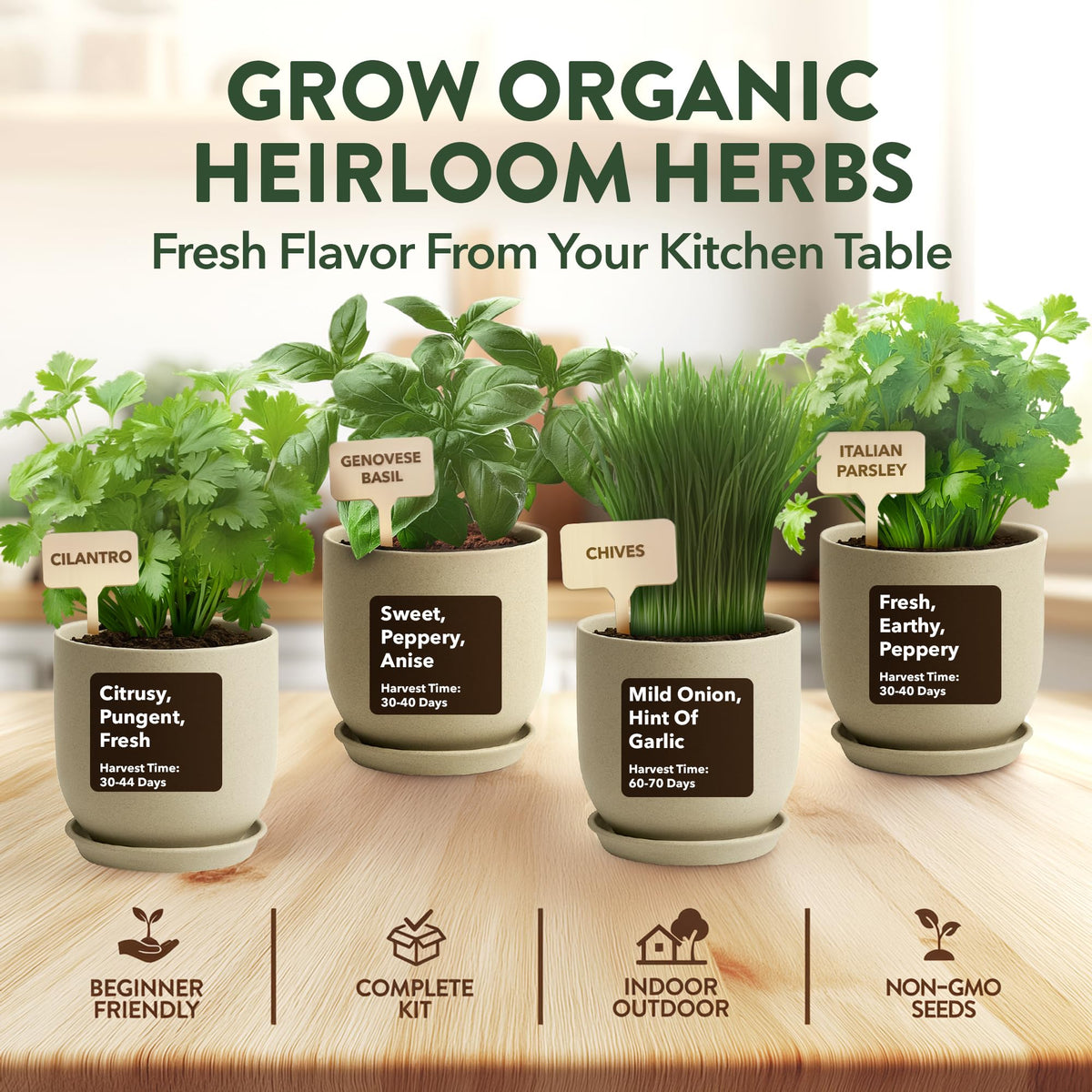 HOME GROWN cilantro seeds yield vibrant leaves for tacos, salsas, and fresh toppings.