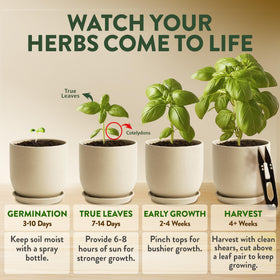 HOME GROWN window garden setup enables year-round harvest from a compact countertop space.