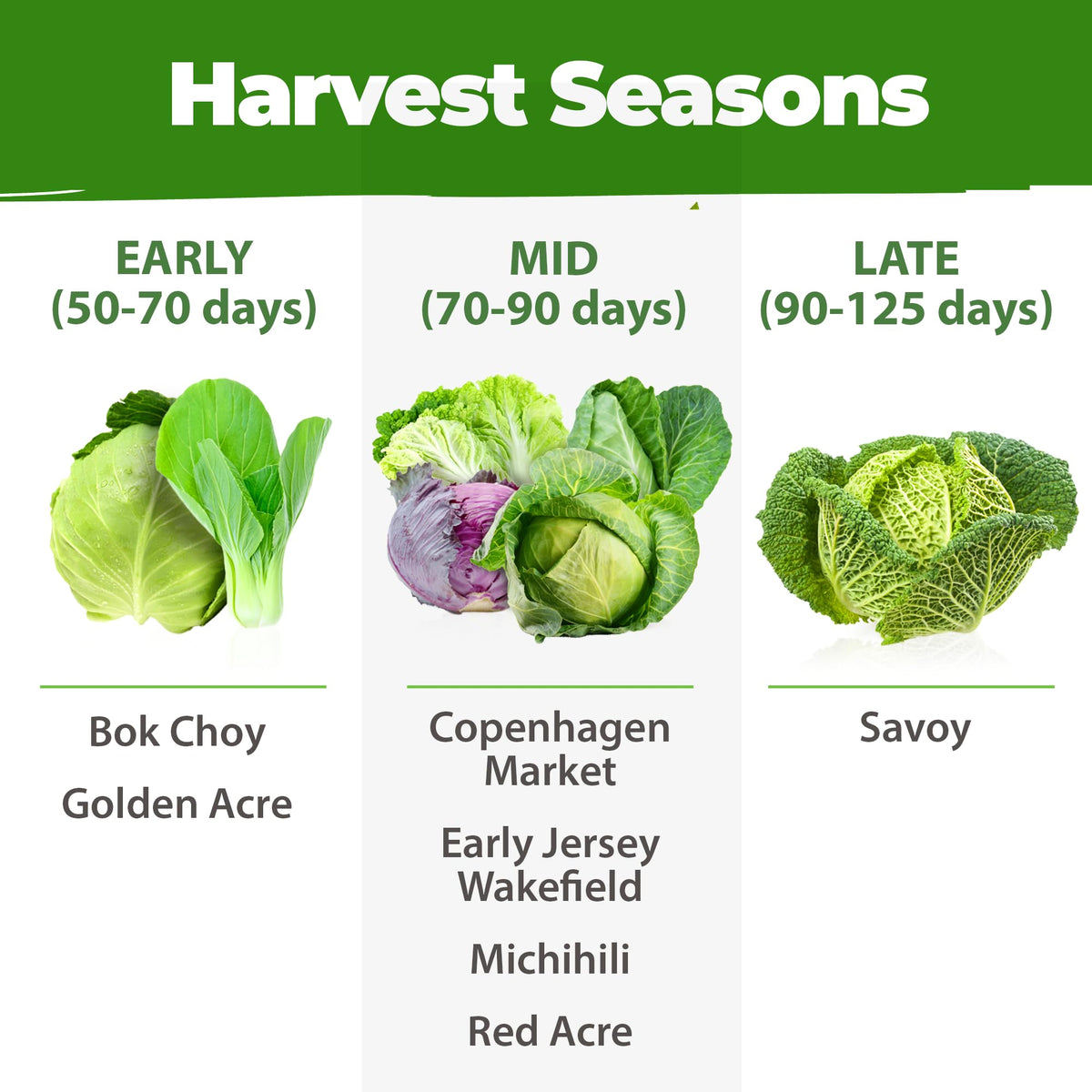 HOME GROWN michihili napa cabbage image for Asian-inspired dishes