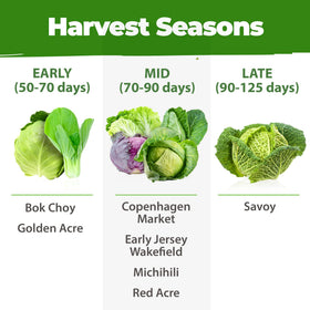 HOME GROWN michihili napa cabbage image for Asian-inspired dishes