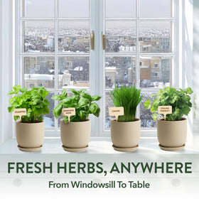 HOME GROWN gift pack highlights eco-friendly packaging for thoughtful plant-loving presents.