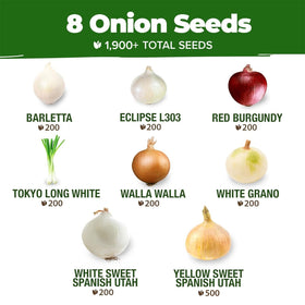 HOME GROWN Red Burgundy onions with large bulbs and spicy-sweet flavor.