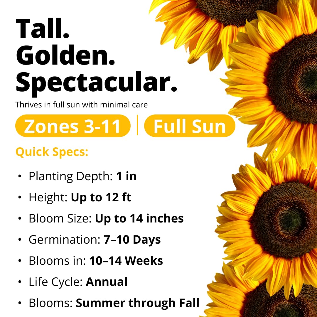 HOME GROWN Mammoth bloom up to 14 inches creating dramatic focal points.