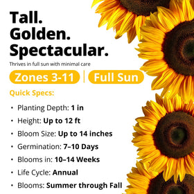 HOME GROWN Mammoth bloom up to 14 inches creating dramatic focal points.