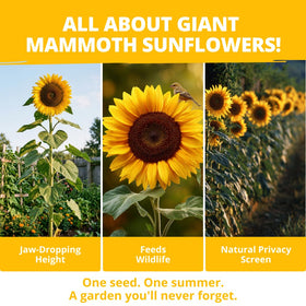 HOME GROWN Sunflowers used as a living privacy screen in the yard.