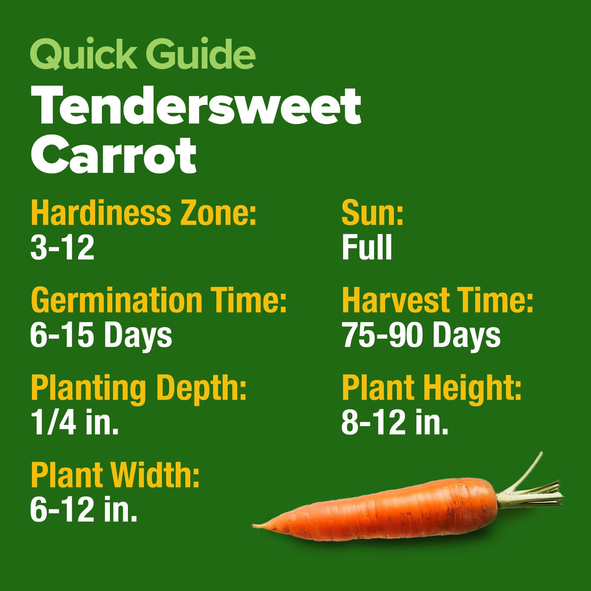 Canning-ready carrots from HOME GROWN Tendersweet seeds for preserves and sauces.
