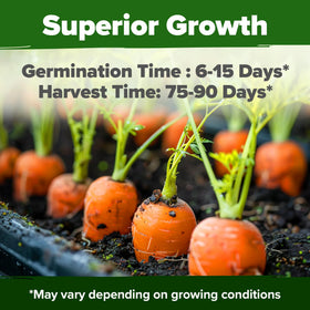 Strong germination potential from HOME GROWN Tendersweet carrot seeds for outdoor beds.