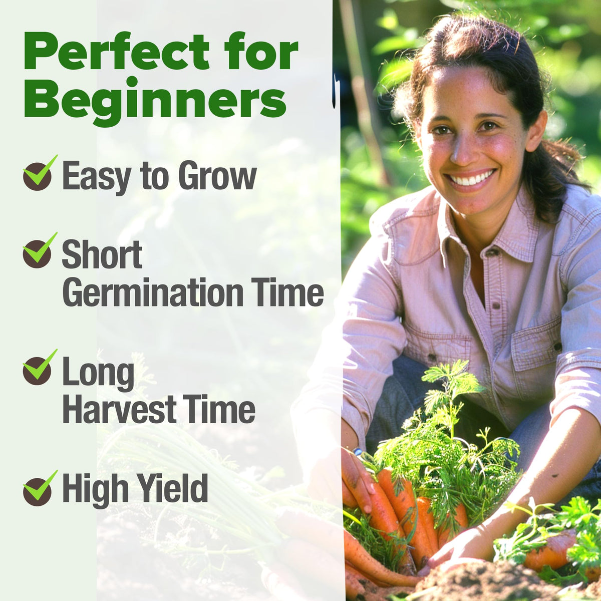 Harvest-ready carrots show uniform size from HOME GROWN Tendersweet seed batch.