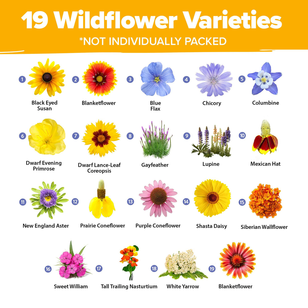 HOME GROWN meadow plan with 19 varieties promoting continuous color through seasons.