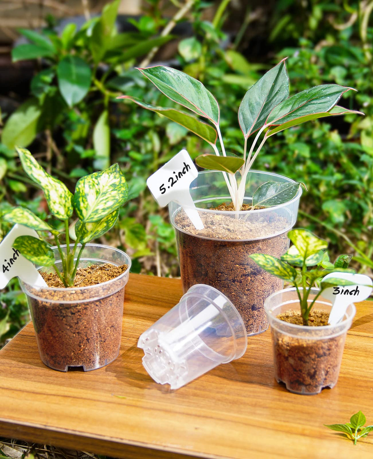 homenote 60-pack plant labels included for easy plant tracking