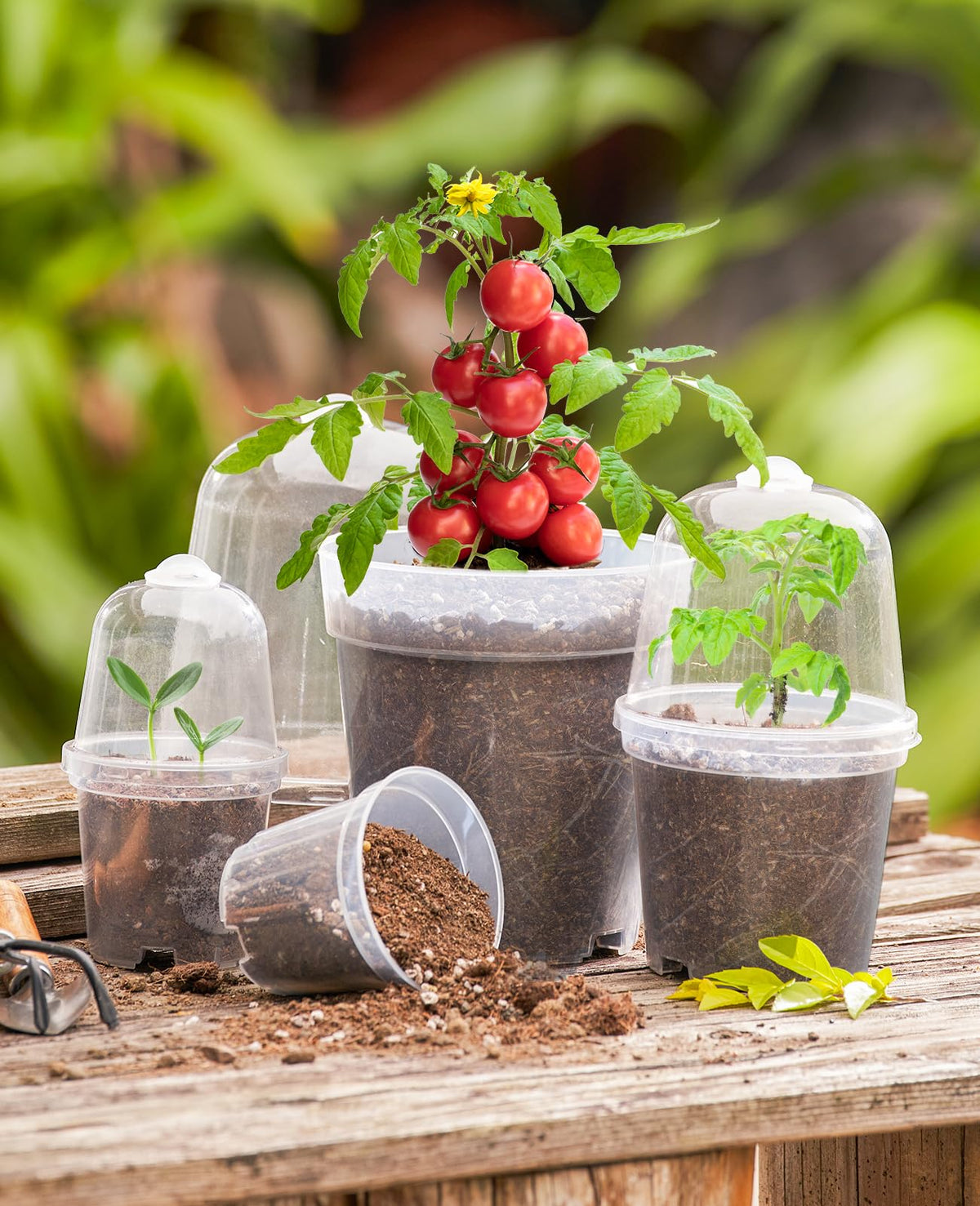 homenote clear nursery pot 3-inch drainage helps prevent overwatering and root rot.