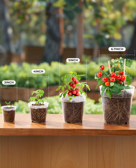 homenote clear nursery pot 6-7-inch perfect for larger starts