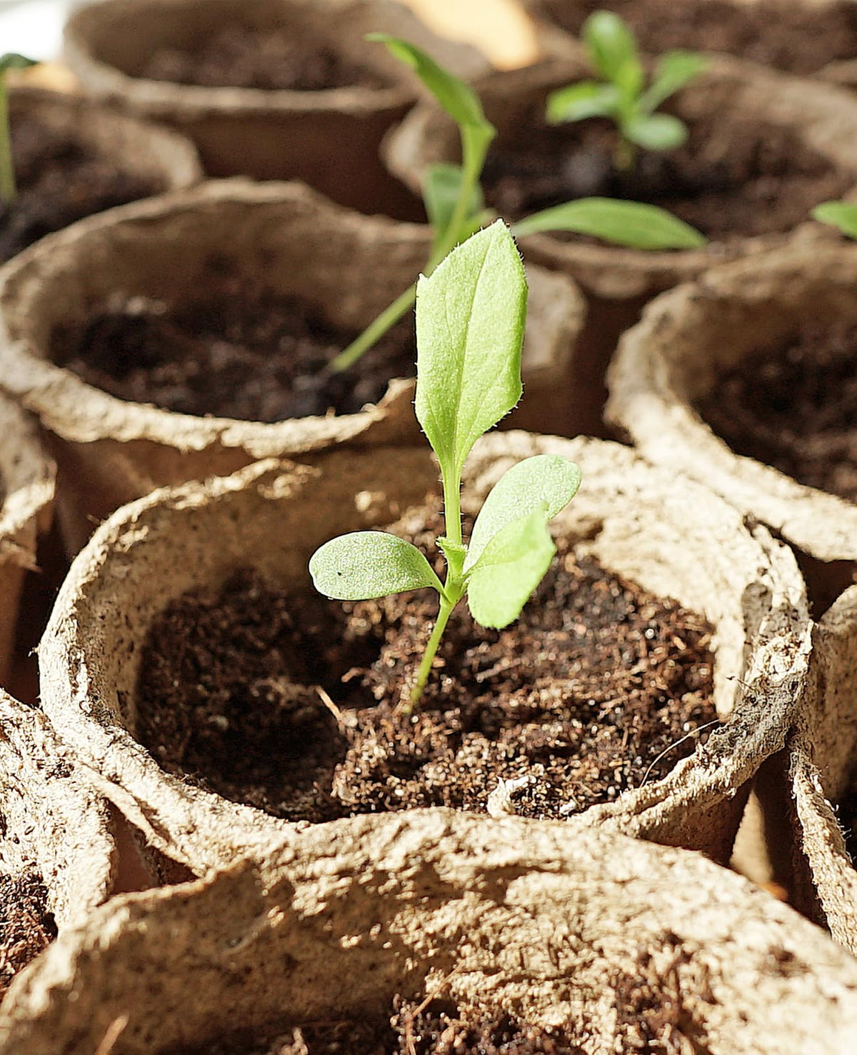 Homenote garden seed starting usage in home garden