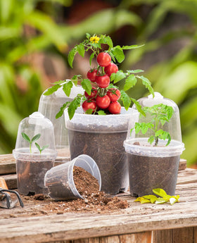 Homenote humidity-dome seedling pot showing moisture observation and growth potential