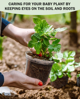 homenote lightweight pots for easy transplanting without damaging roots