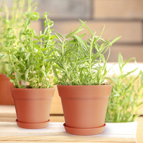 Homenote 15-pack sturdy 3mm plastic planters for long-lasting gardening.