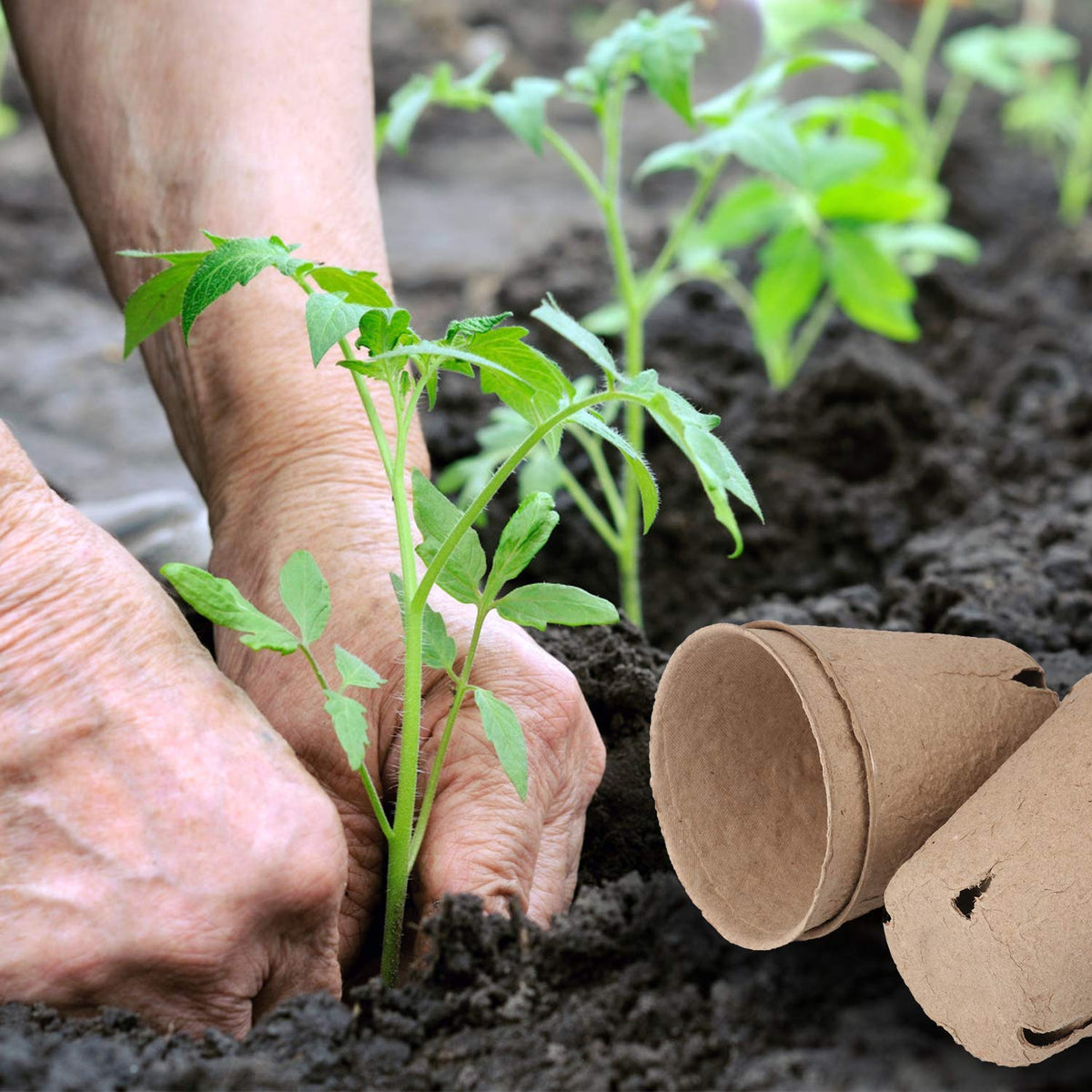 Homenote peat pots with drainage holes to promote airflow and healthy roots.