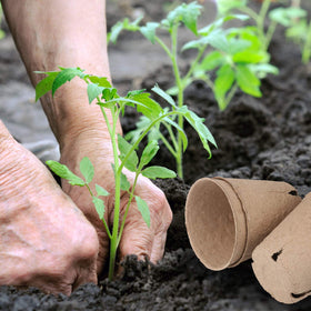 Homenote peat pots with drainage holes to promote airflow and healthy roots.