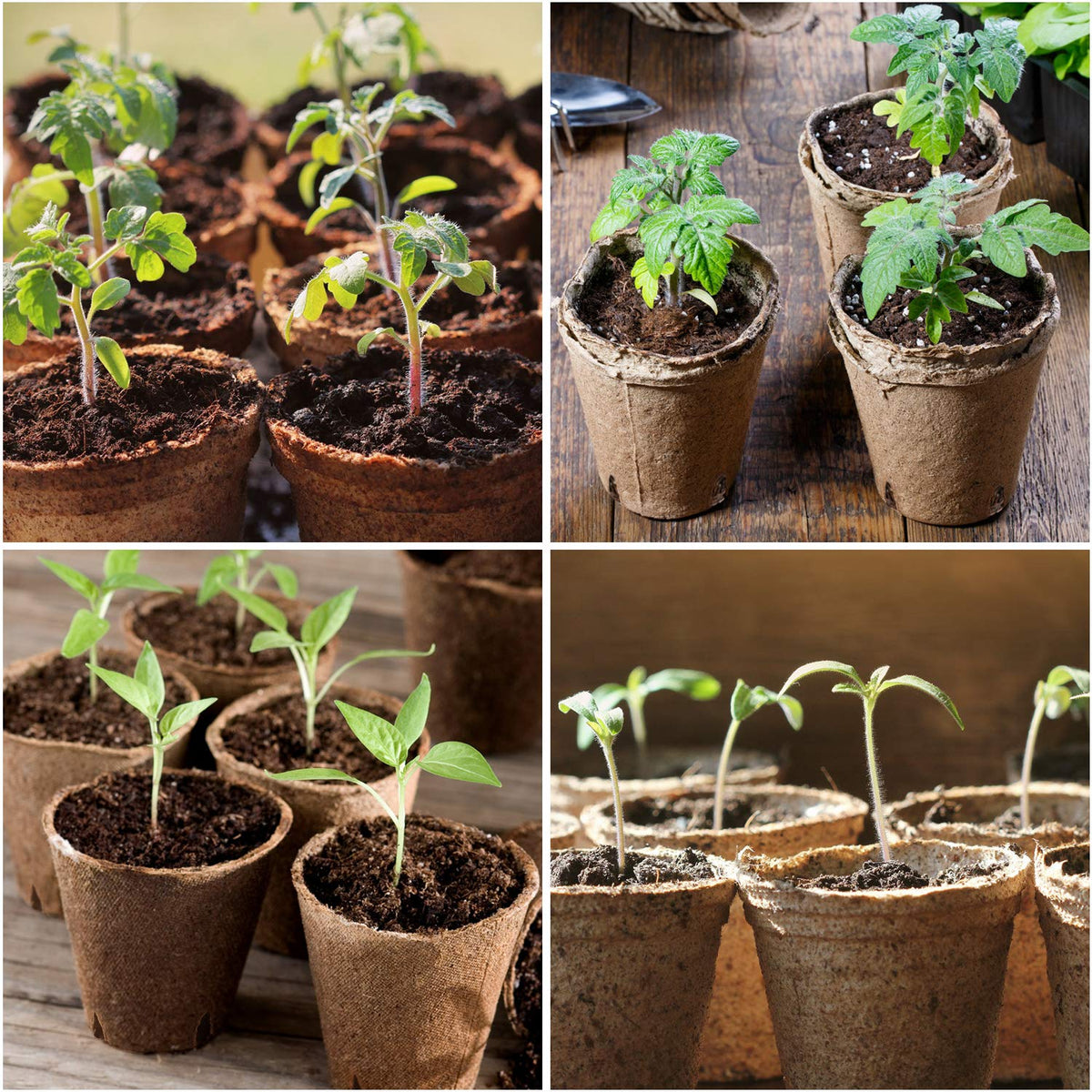 Homenote bonus plant labels help organize your seed starting