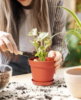 Homenote plant pot with removable tray to catch excess water.