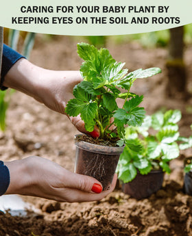 Homenote reusable seedling pots promote easy transplanting without root damage