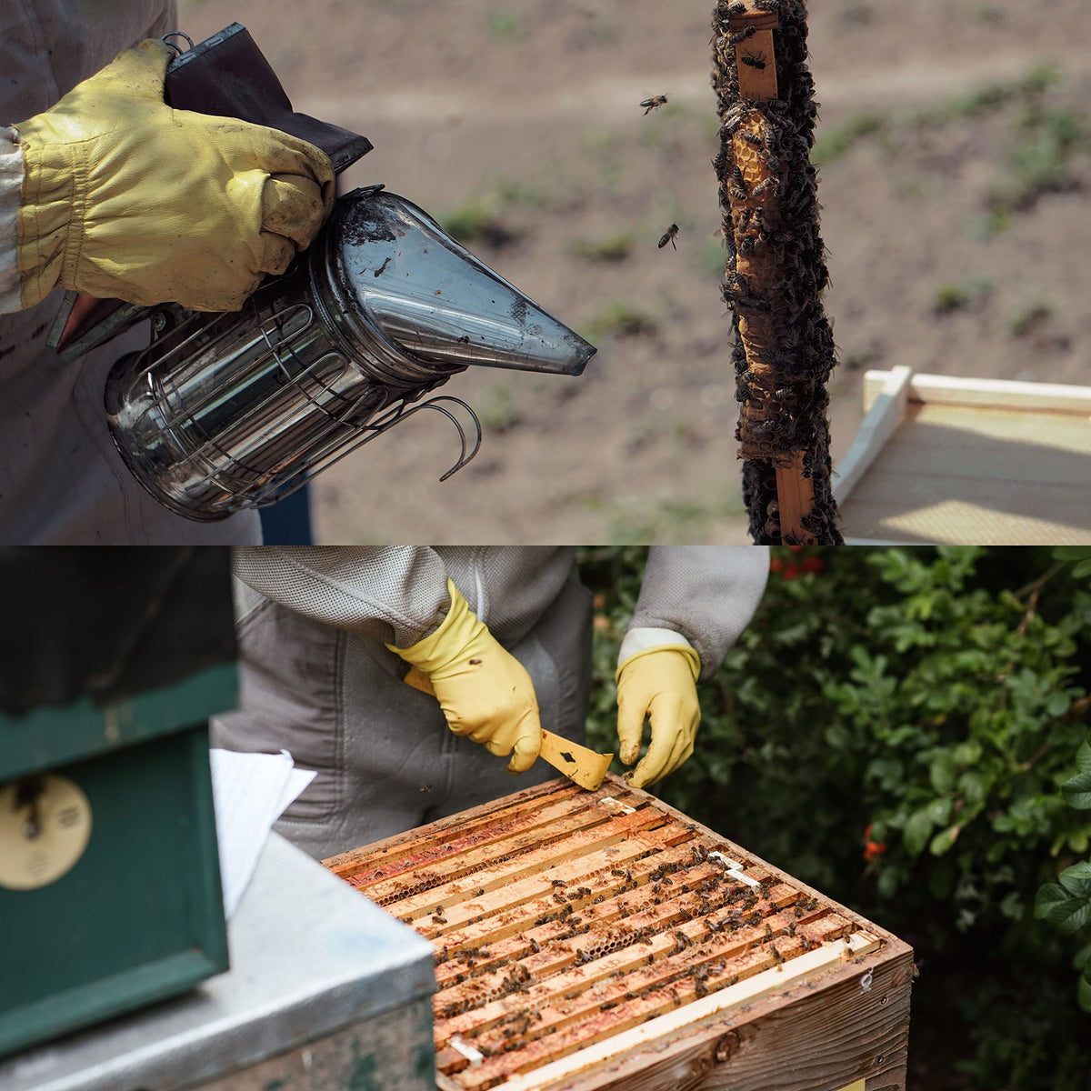 Honey Lake Beekeeping Supplies Beginner Kit covers essential tools for new beekeepers