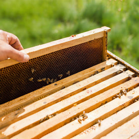 Honey Lake beehive inspection-ready frame aids debris checks