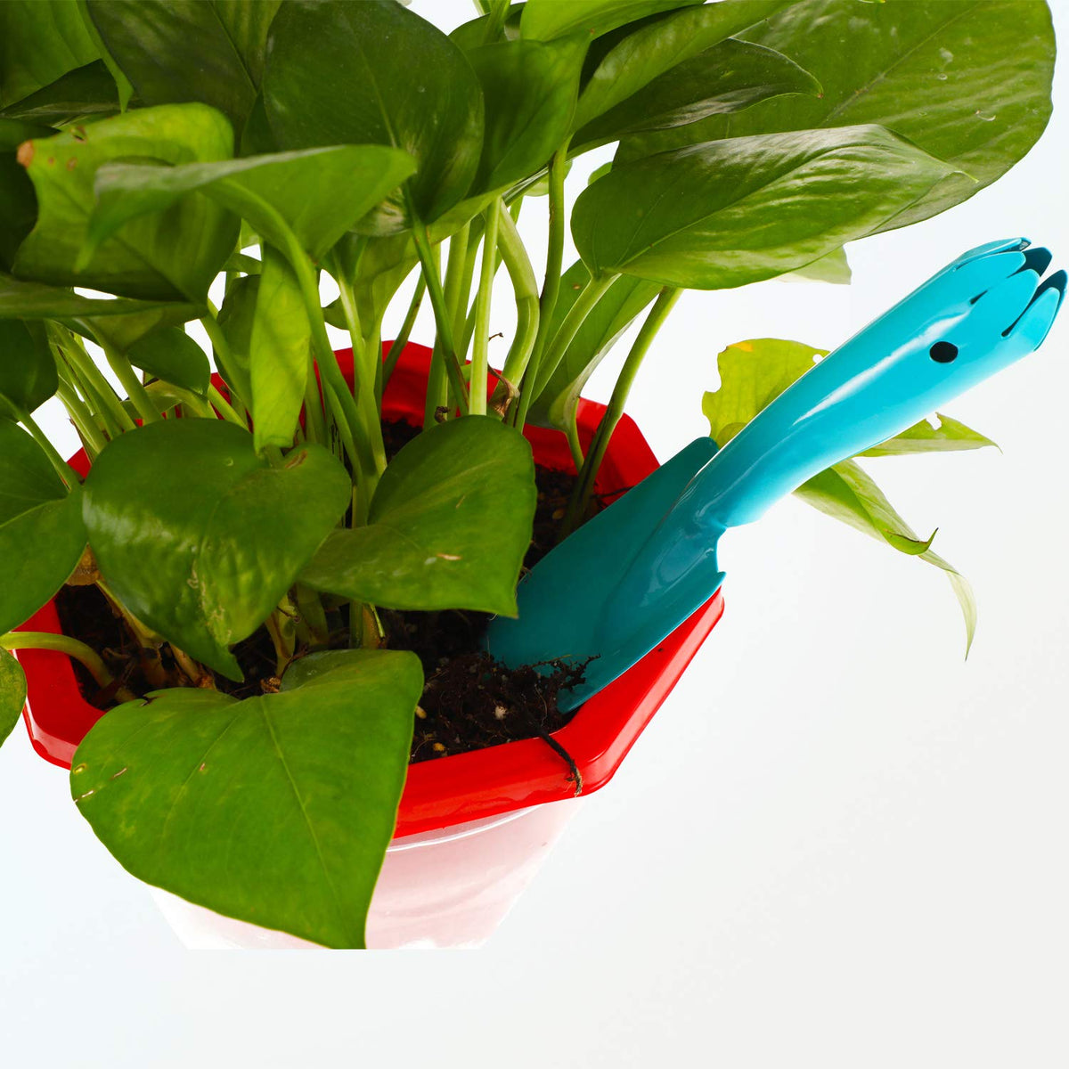 Honoson blue trowels ease beach sand digging and garden tasks.