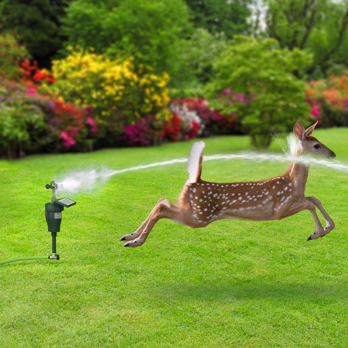 Hoont Cobra Batteries Included power the humane garden defense system.